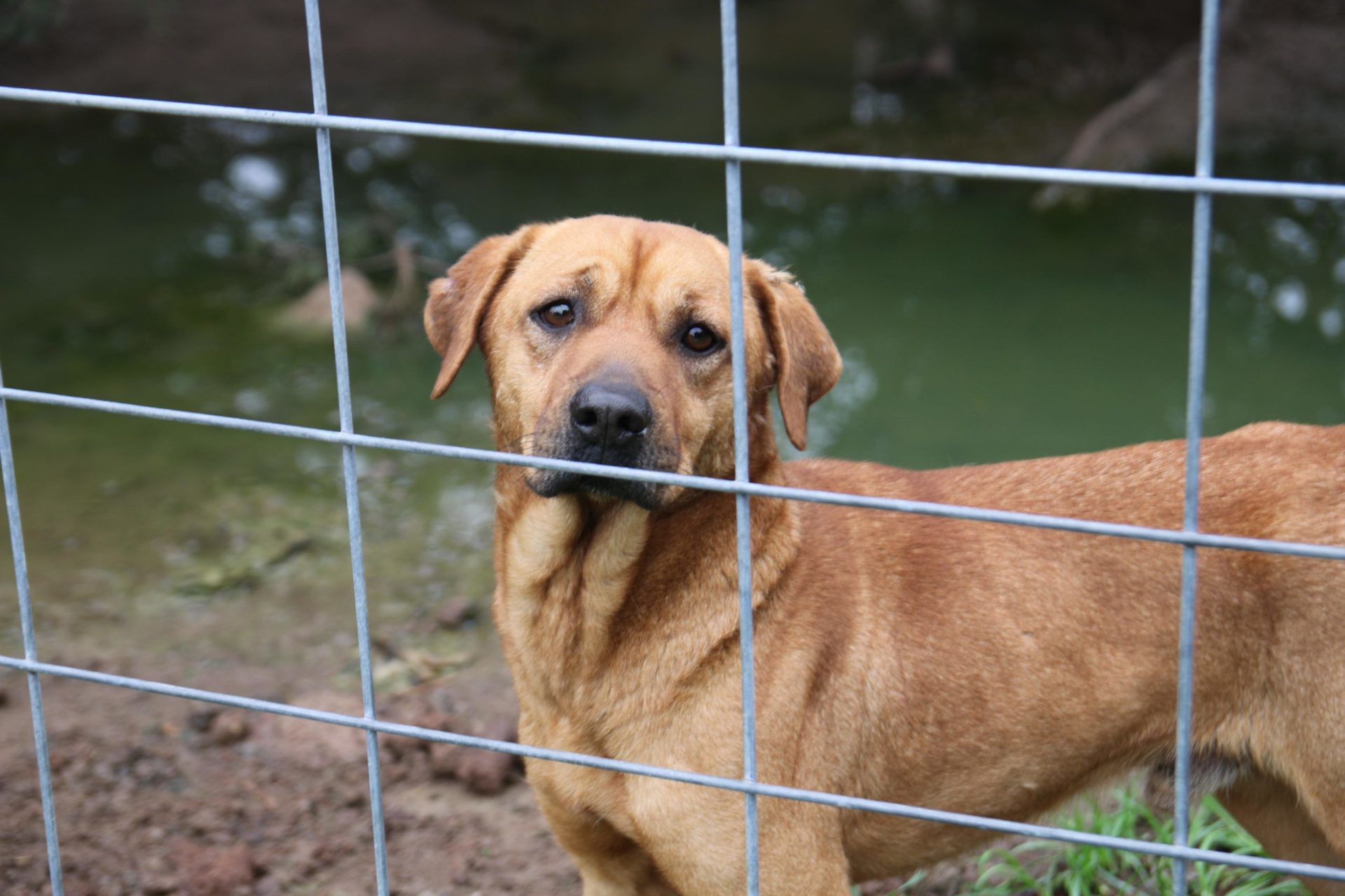 SPCA of Texas Animal Cruelty Laws SPCA of Texas