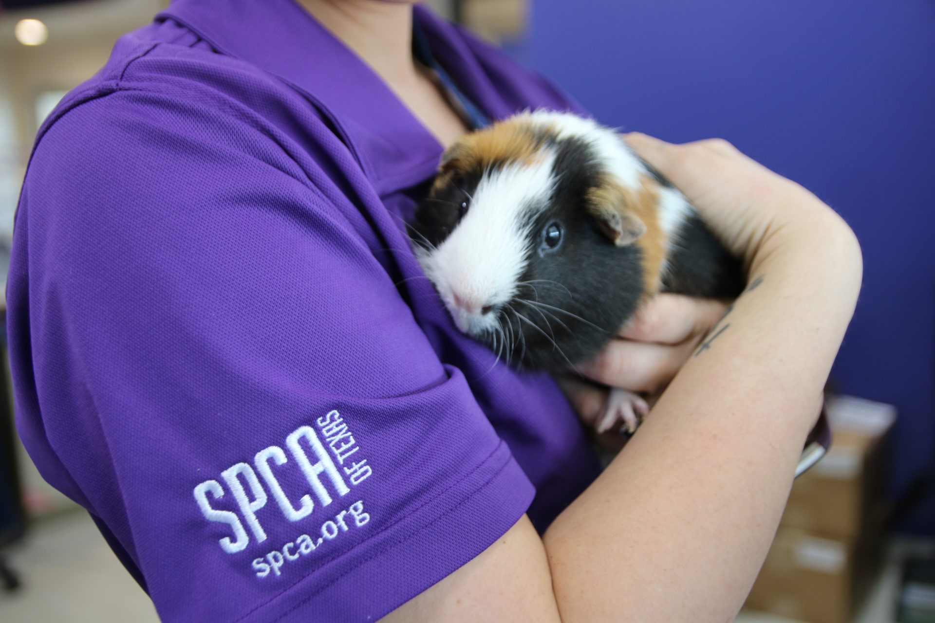 SPCA of Texas Adoption Process SPCA of Texas