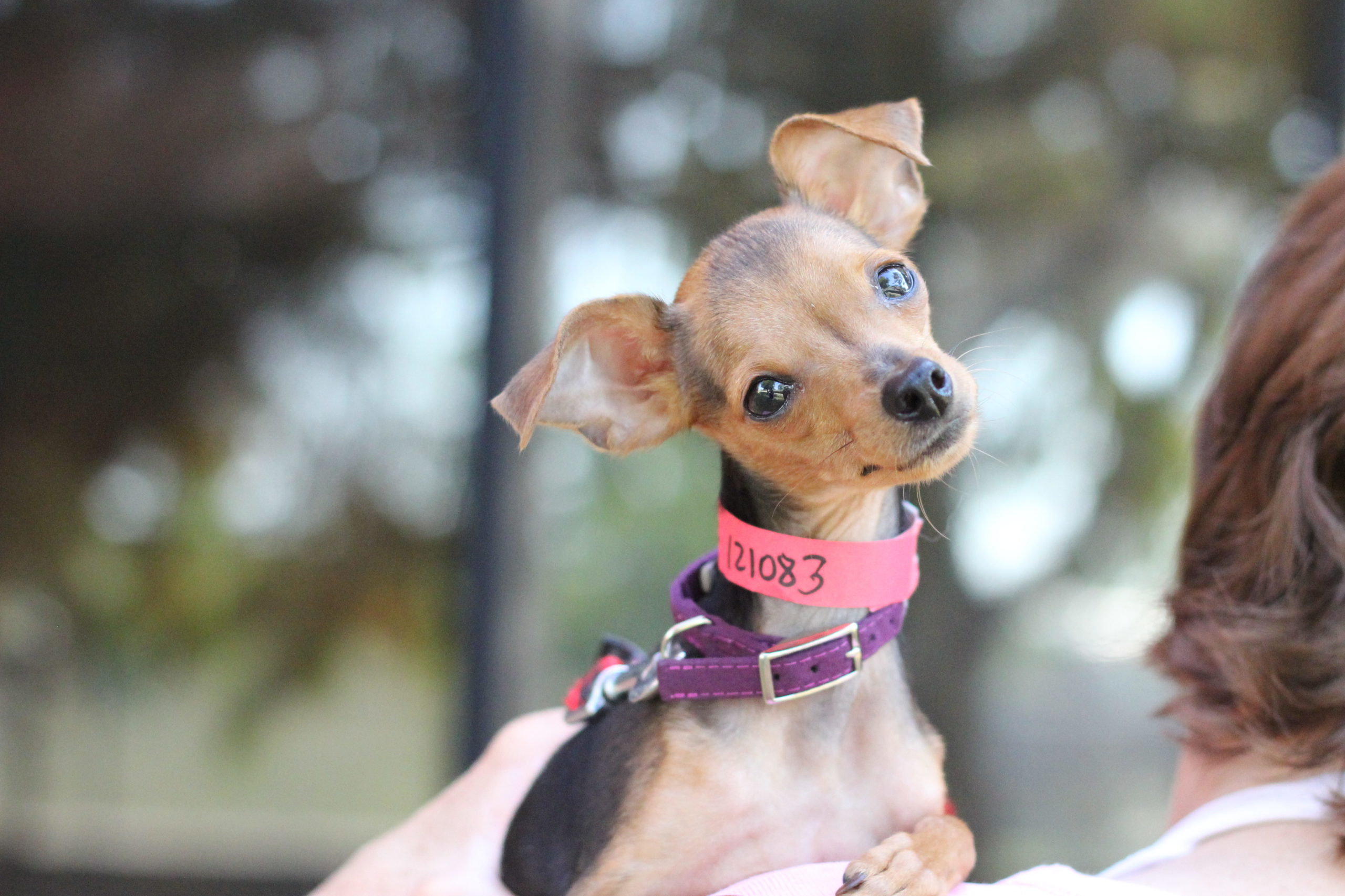 SPCA of Texas Adoption Process SPCA of Texas