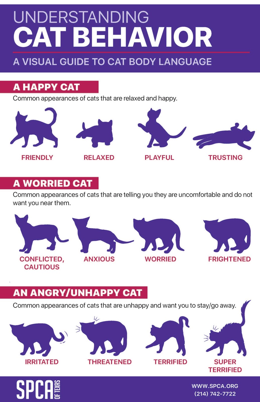 SPCA of Texas | A Visual Guide to Cat Behavior - SPCA of Texas