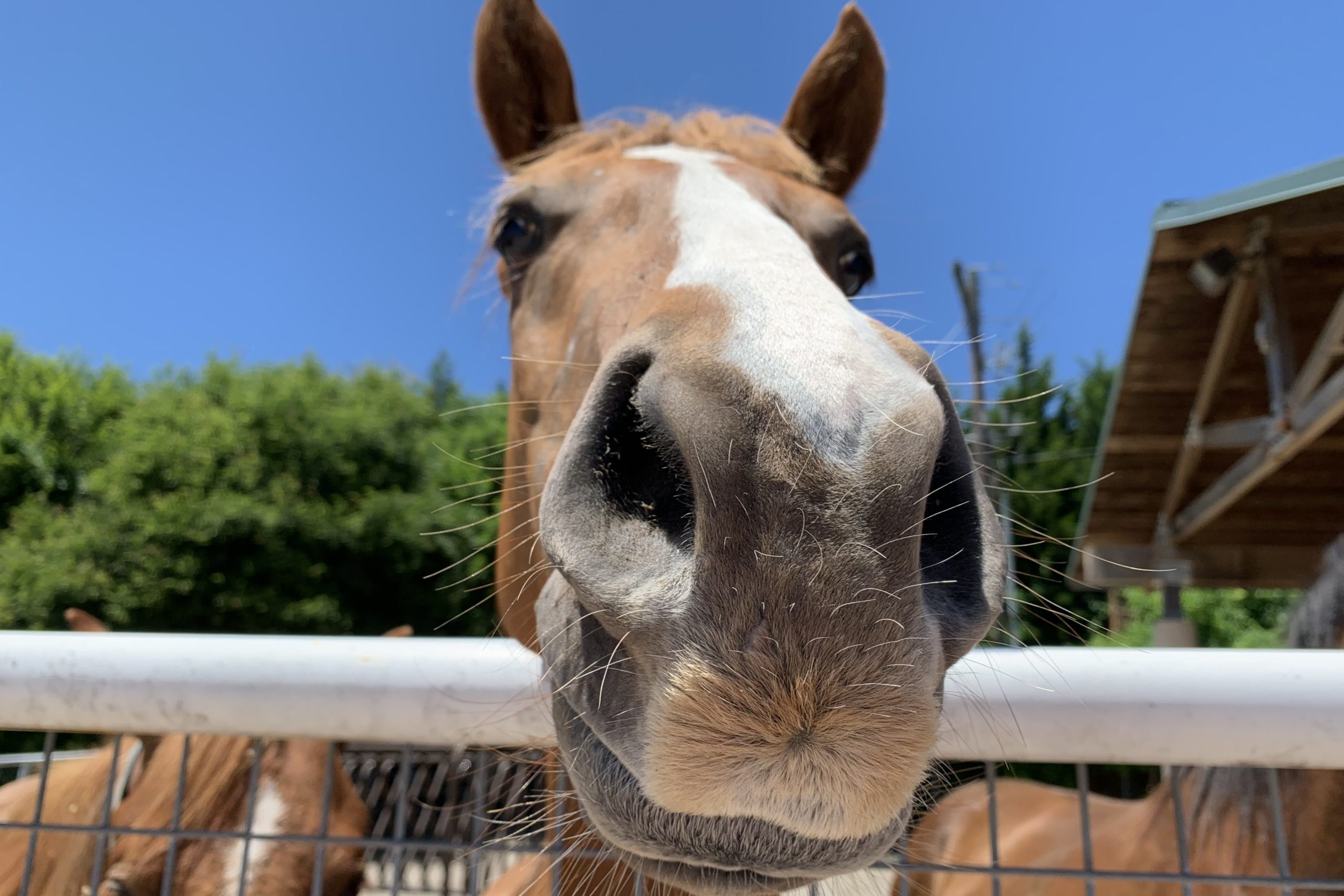 SPCA of Texas Adoption Process SPCA of Texas