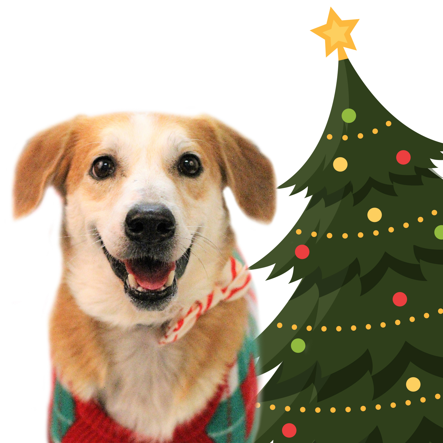 dog by christmas tree