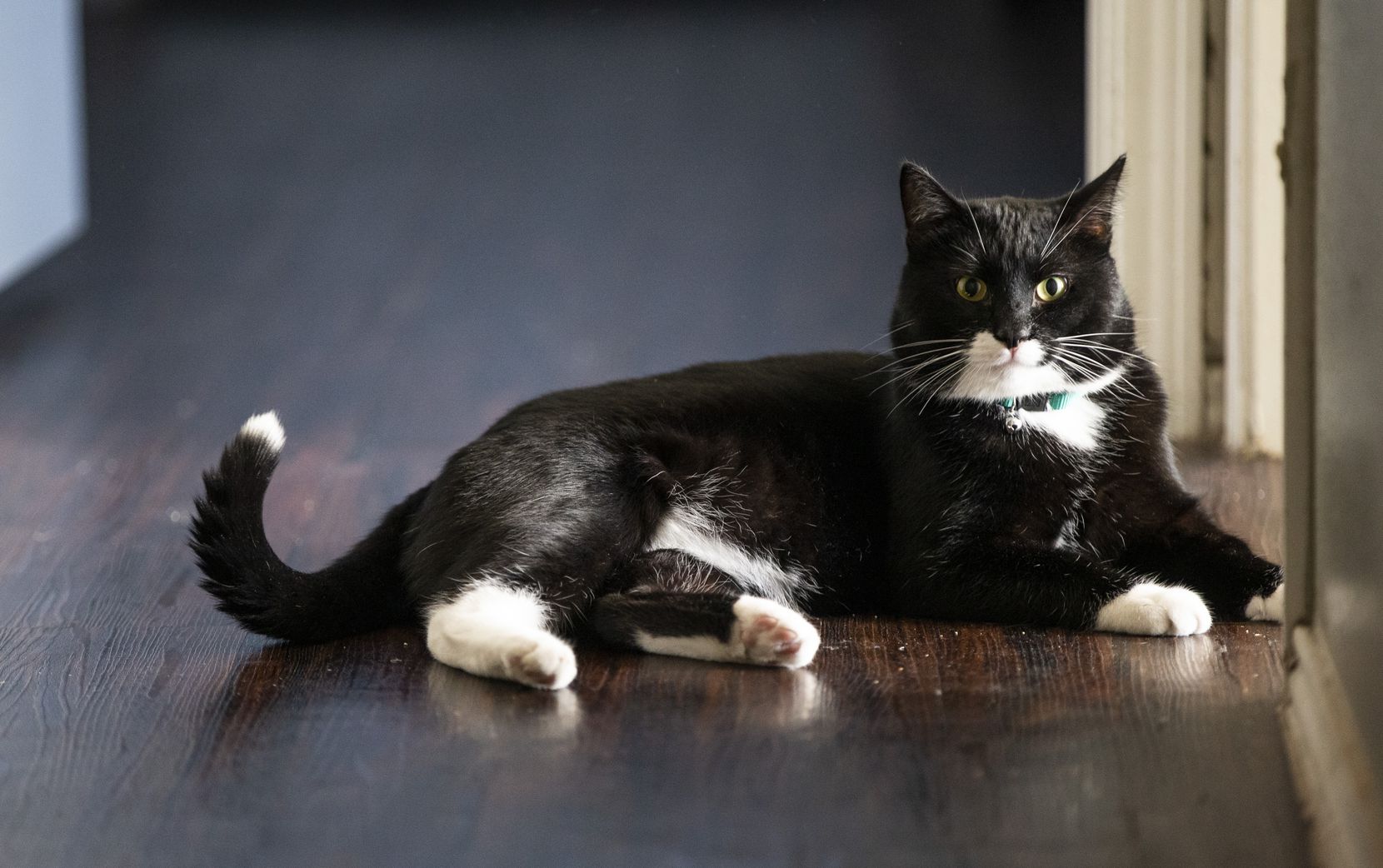 SPCA of Texas Once homeless, Dallas couple reunites with beloved cat