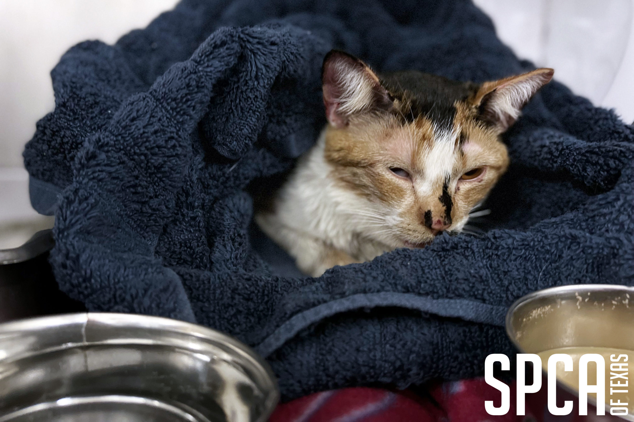 SPCA of Texas SPCA of Texas Caring for Abused Cat from Dallas Animal