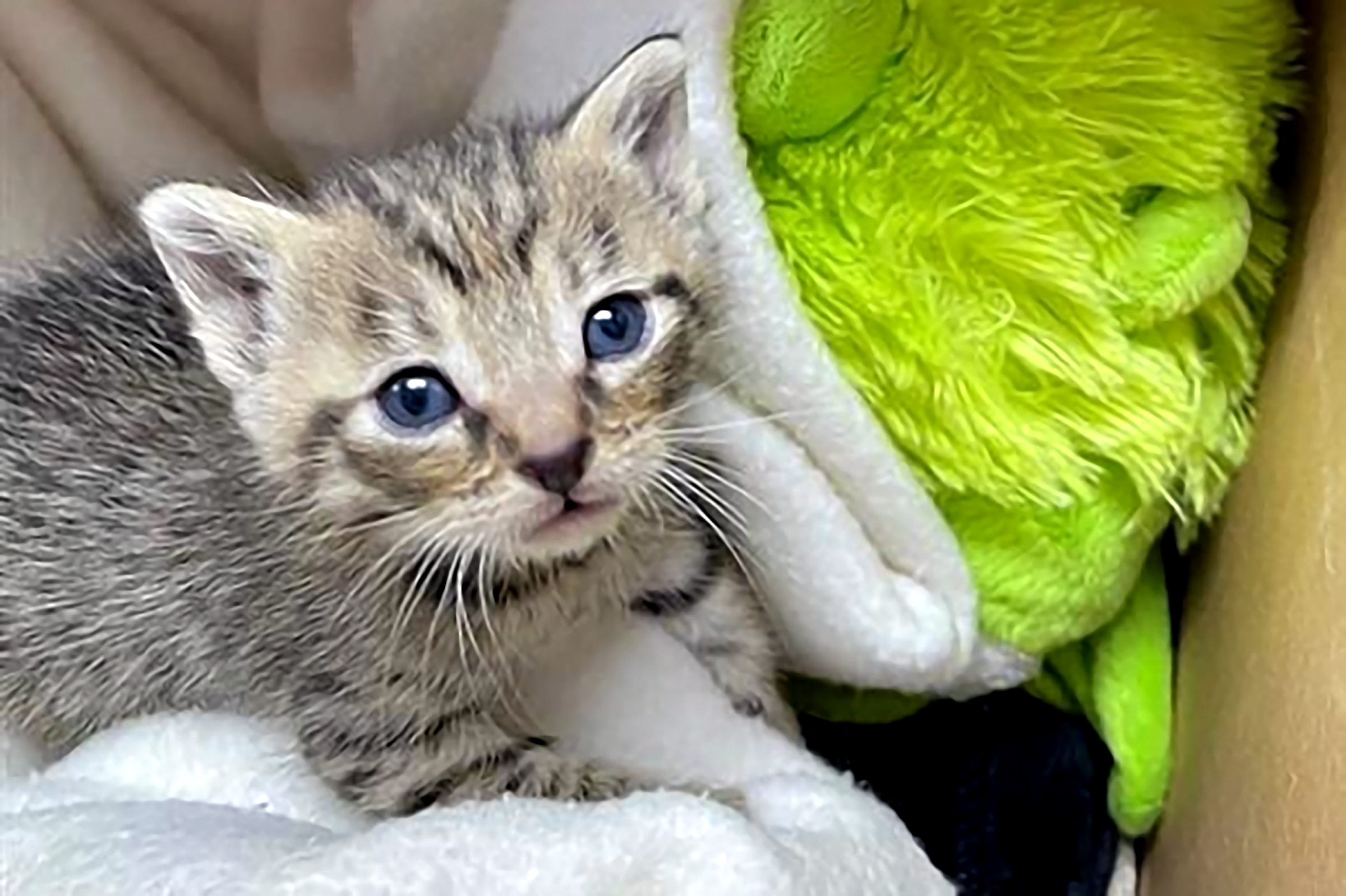 SPCA of Texas | ‘Kitten Season’ is upon us - SPCA of Texas