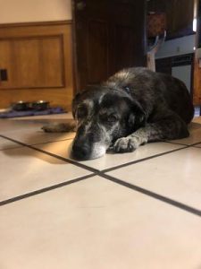 Old black and grey dog laying on tile floor