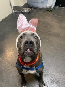 gray dog with bunny ears on