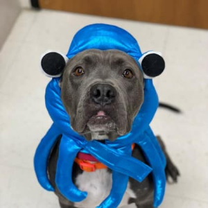 gray dog wearing blue octopus costume