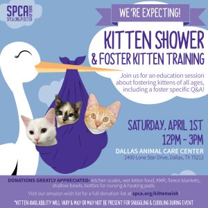 Kitten Shower 2023