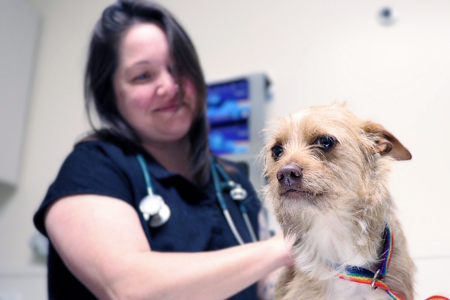 SPCA of Texas Hiring Veterinarians SPCA of Texas