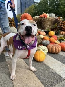 Large White and tan dog standing next to pumpkin patch