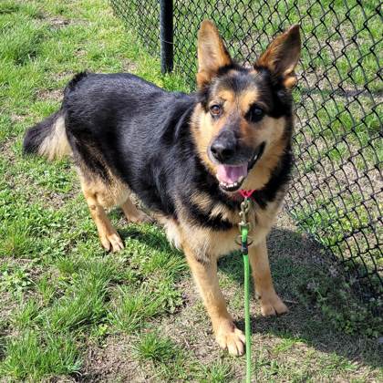 SPCA of Texas | ** Bishop - SPCA of Texas