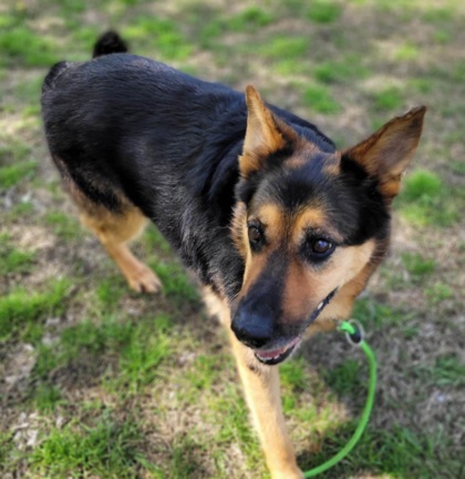 SPCA of Texas | ** Bishop - SPCA of Texas