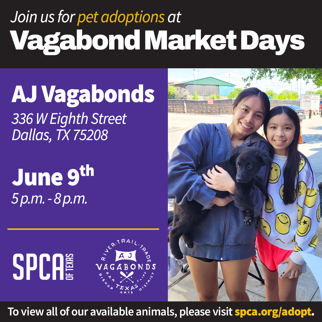 Mobile Adoptions at AJ Vagabonds June 9th