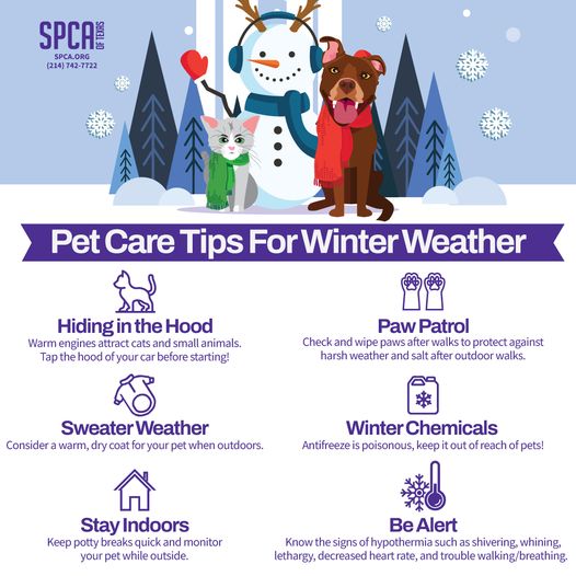 Tips & Advice - Preparing Your Pets for Winter: Cold-Weather Essentials, Calgary, AB