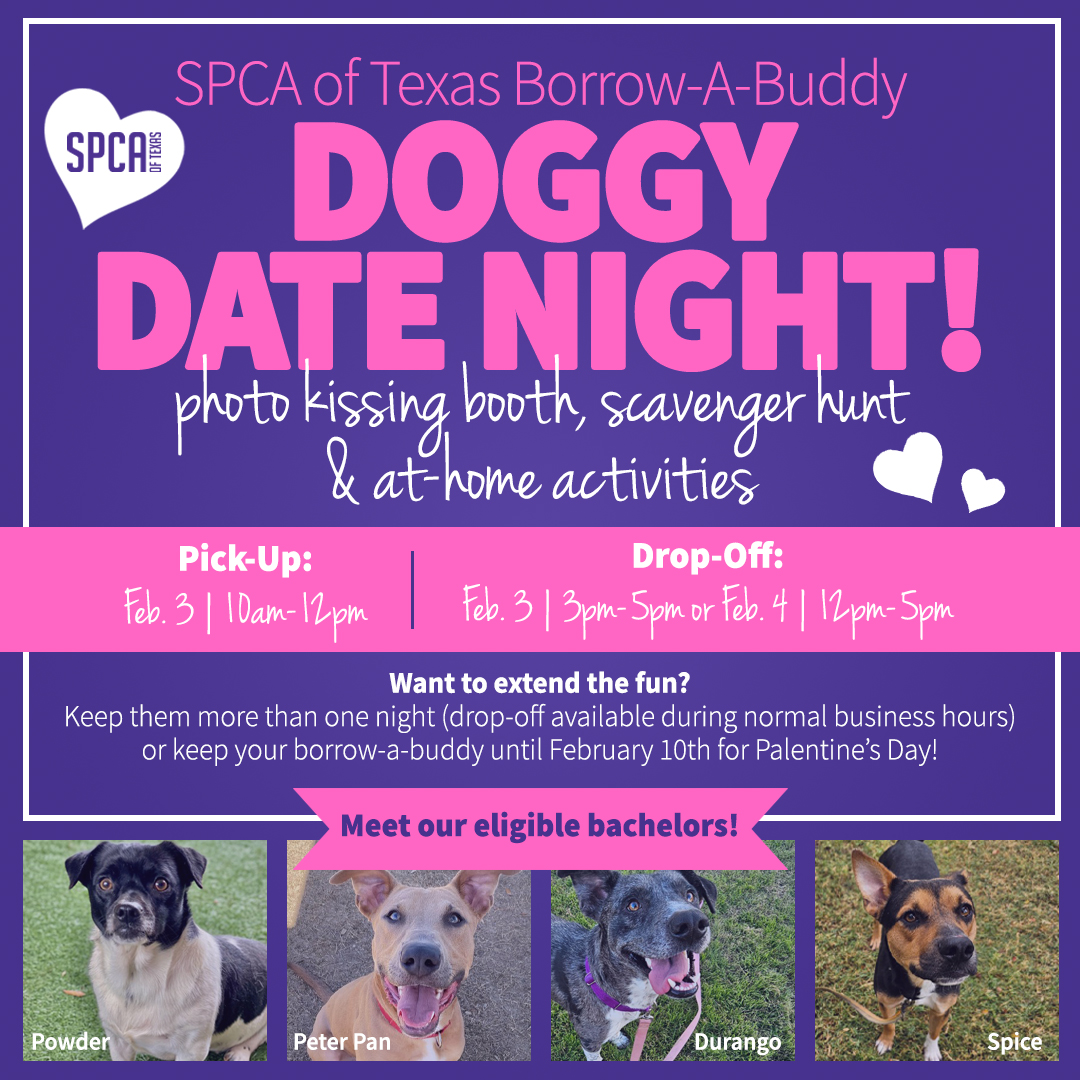 spca-of-texas-borrow-a-buddy-doggy-date-night-spca-of-texas