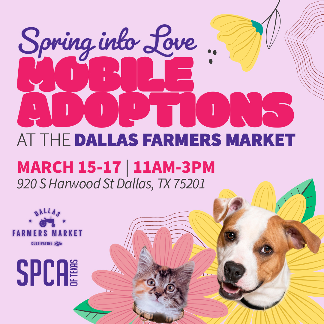 Spring Break Mobile Adoptions at the Dallas Farmers Market 3.15-3.17