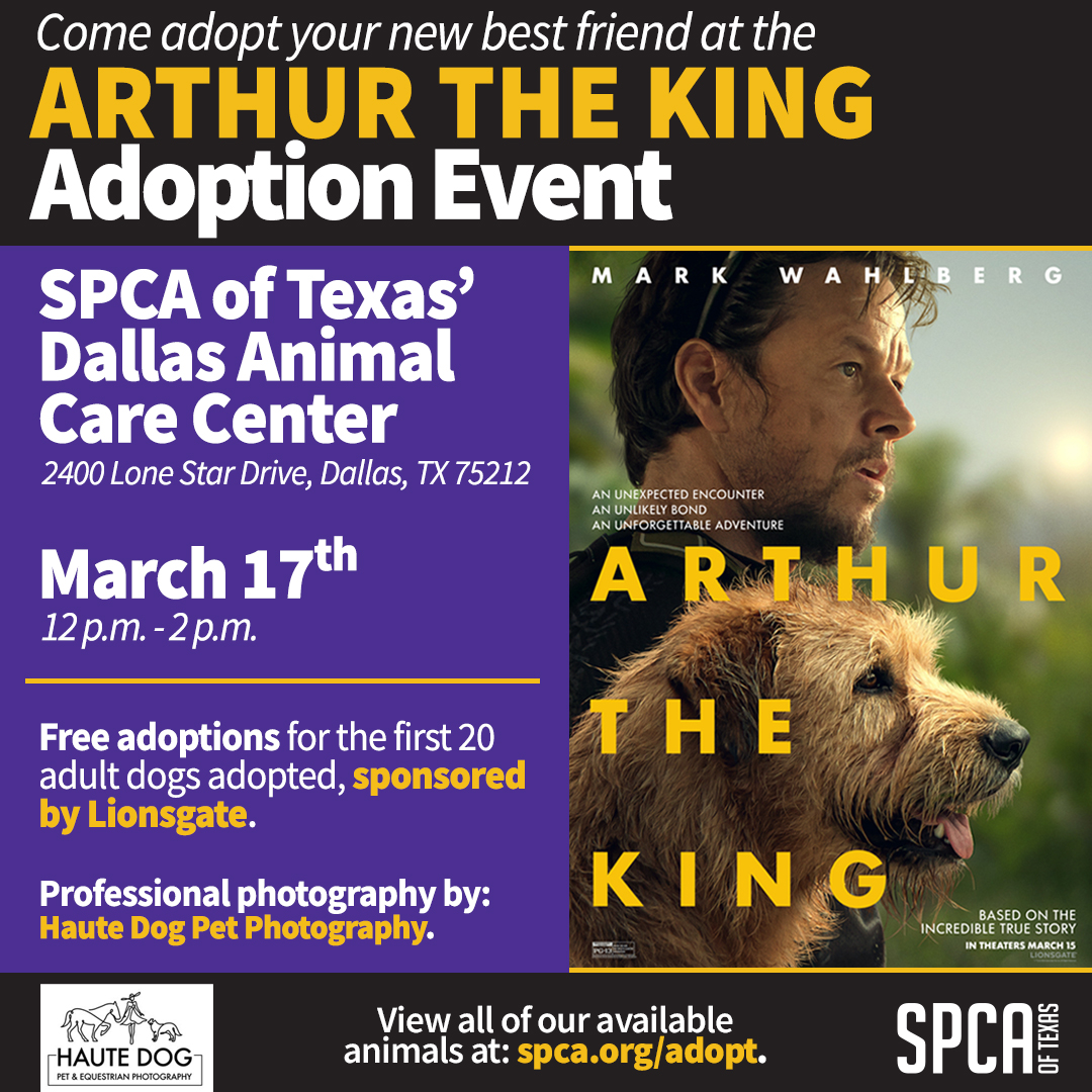 Arthur the King Adoption Event March 17, 2024