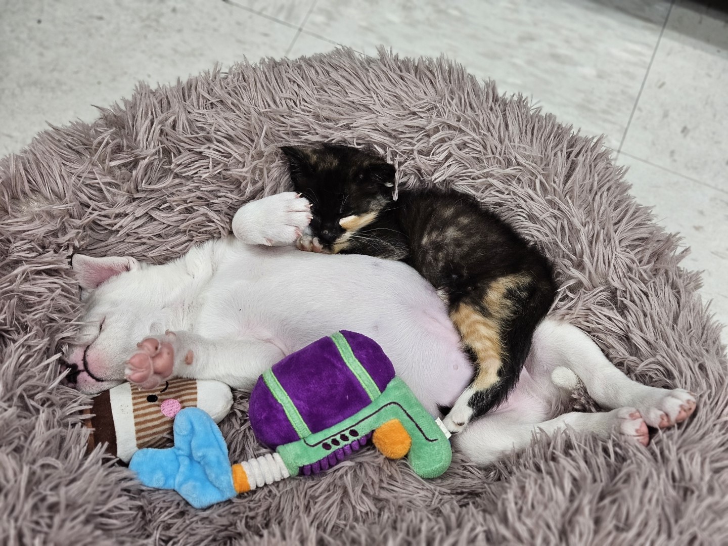SPCA of Texas SPCA of Texas Hosts Baby Shower for Puppies Kittens