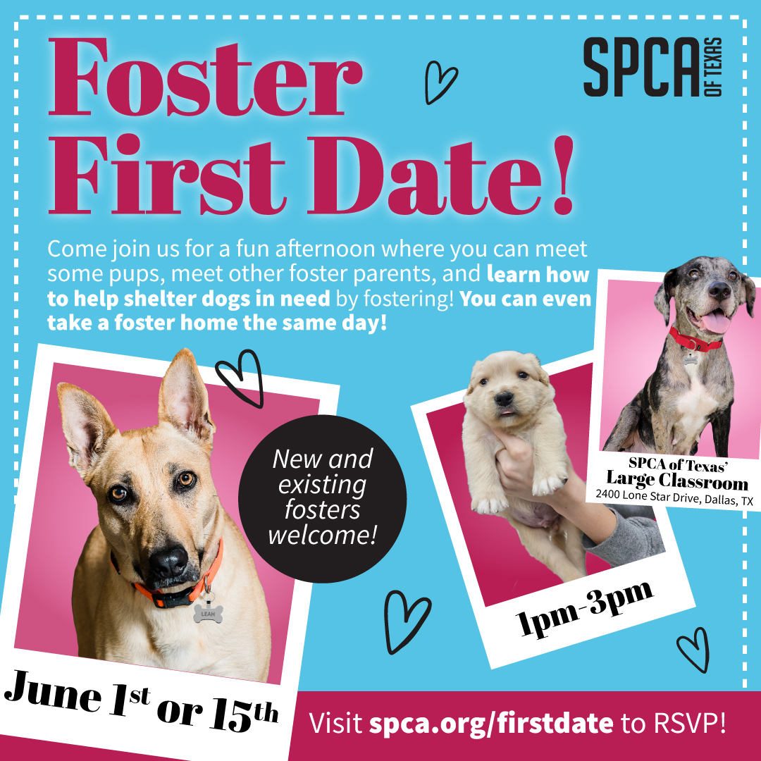Foster First Date June 1 or June 15