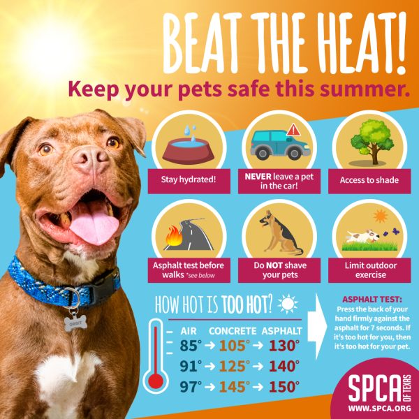 SPCA of Texas | Keep Your Furry Family Members Safe in the Texas Heat ...