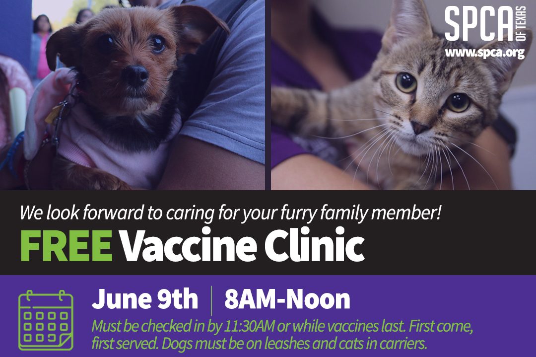 SPCA of Texas | SPCA of Texas Offers FREE Pet Vaccines Sunday, June 9th ...