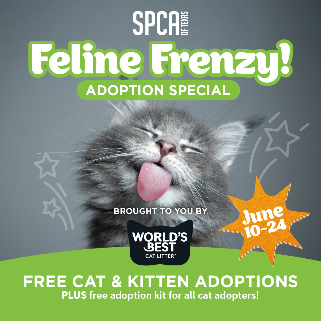 Feline Frenzy Adoption Special