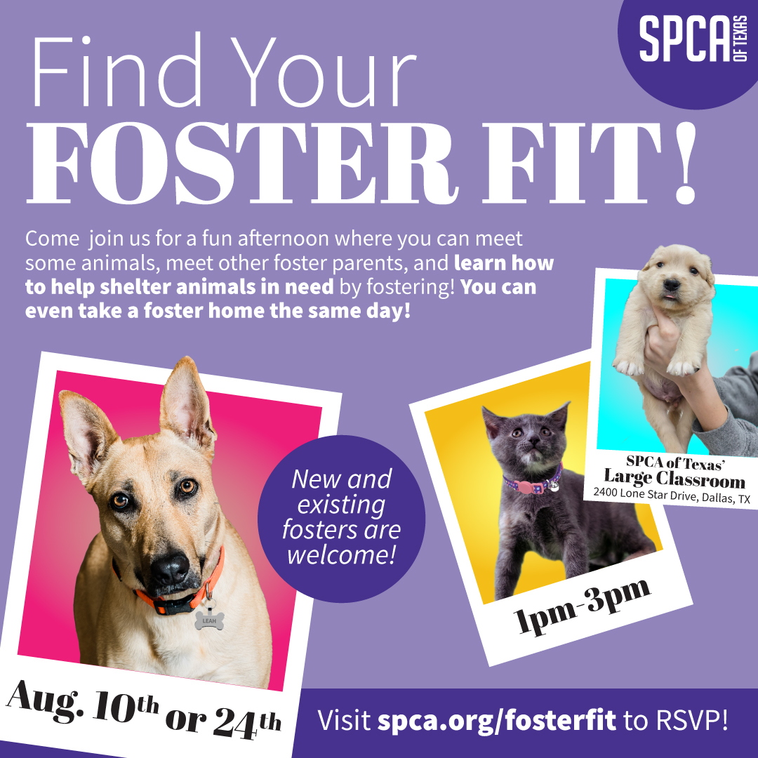 Find your Foster Fit August