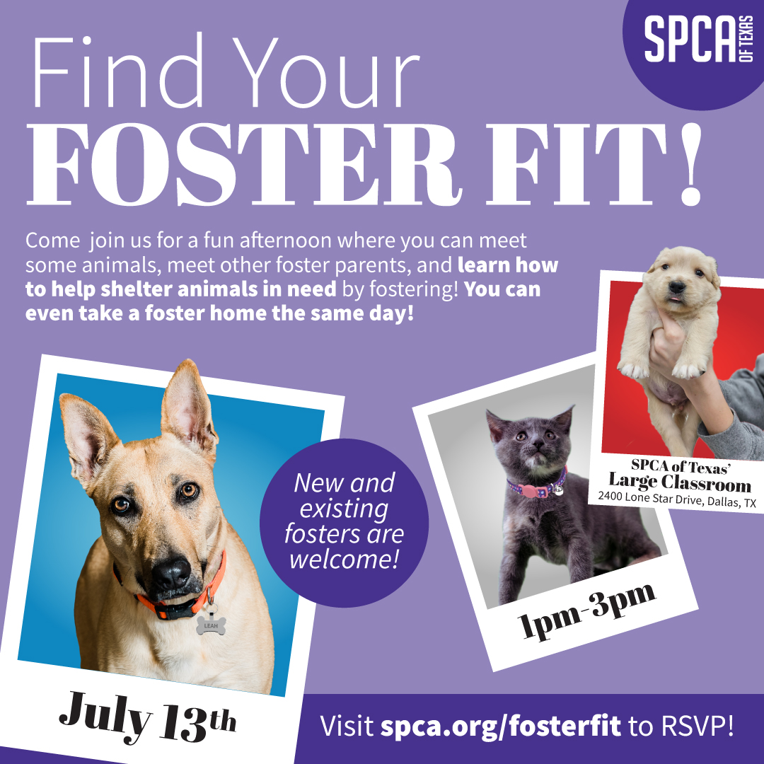 Find Your Foster Fit July 2024