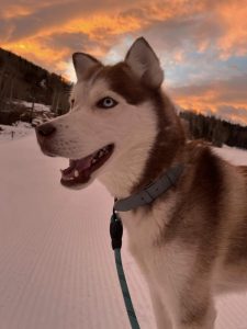 Siberian Husky making a funny face as a child plays nearby.