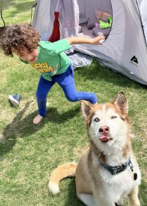 Siberian Husky making a funny face as a child plays nearby.