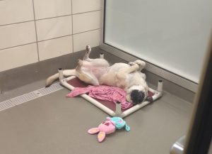 Sleeping belly up