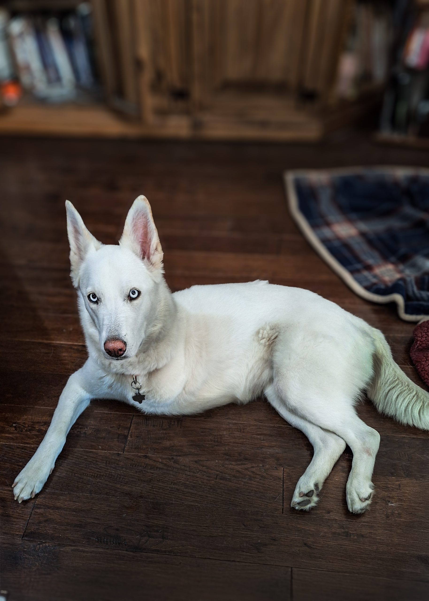 White German Shepherd dog with an amputated leg laying across the floor of its owner's residence.